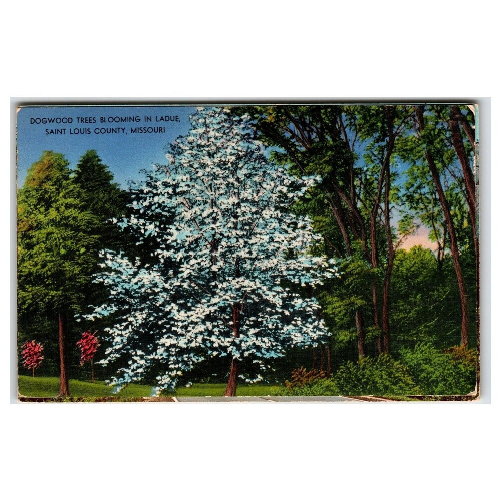 Vintage Dogwood Trees Blooming Ladue St. Louis County Missouri Postcard